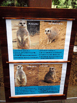 �~�[�A�L���b�g