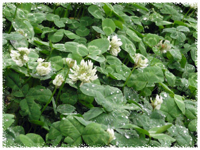 �N���[�o�[